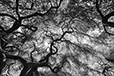 Japanese Maple BW